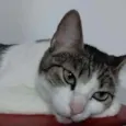 PETÚNIA