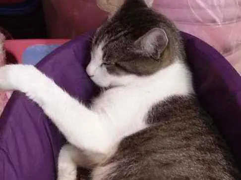 Gato ra a SRD-ViraLata idade 3 anos nome PETÚNIA