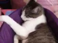 PETÚNIA