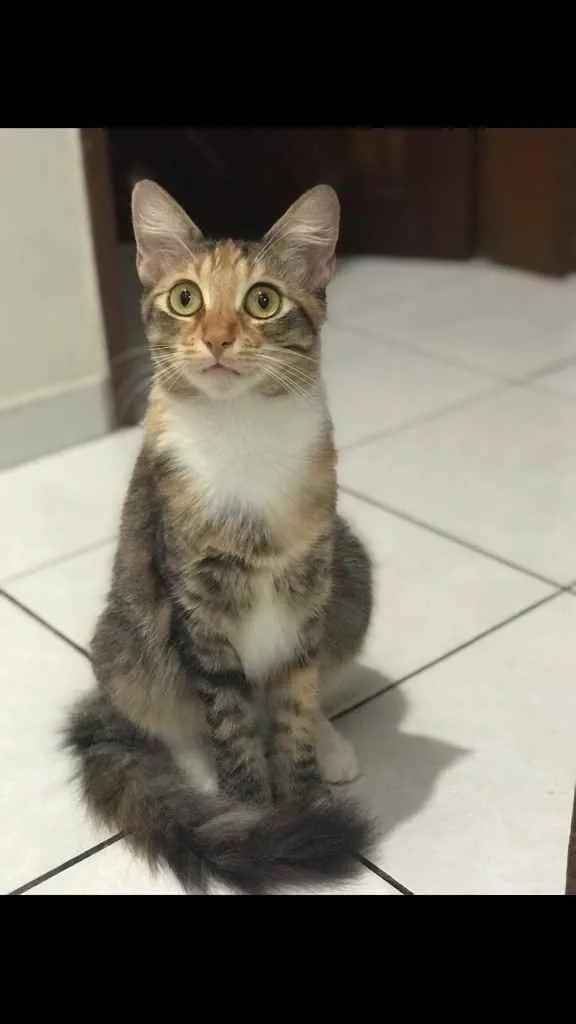 Gato raça Não sei idade 2 a 6 meses nome Tricolor