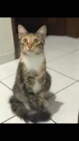 Tricolor