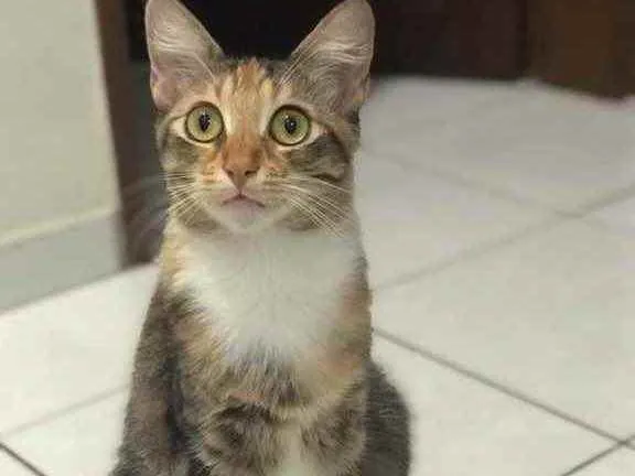Gato raça Não sei idade 2 a 6 meses nome Tricolor