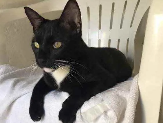 Gato raça  idade 7 a 11 meses nome Sem nome