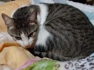 Gato raça SRD-ViraLata idade 3 anos nome PETÚNIA