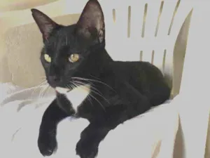 Gato raça  idade 7 a 11 meses nome Sem nome