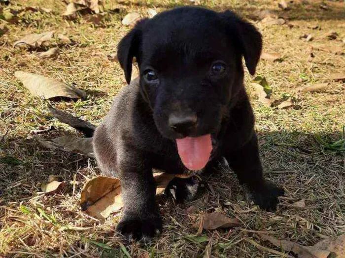 Cachorro raça Sem Raça Definida  idade Abaixo de 2 meses nome Ainda sem nome
