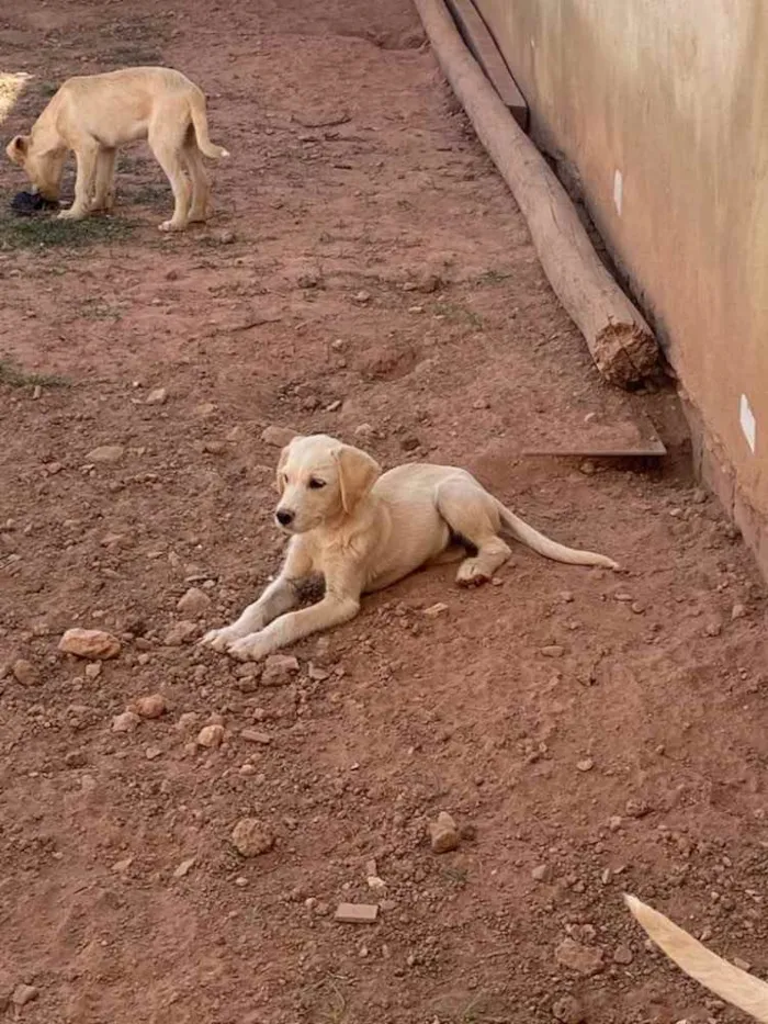 Cachorro ra a SRD idade 2 a 6 meses nome Bolt