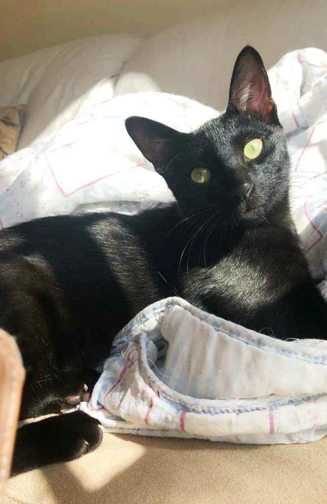 Gato raça Srd idade 2 a 6 meses nome Adam 