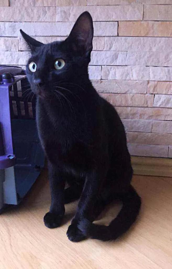 Gato raça Srd idade 2 a 6 meses nome Adam 