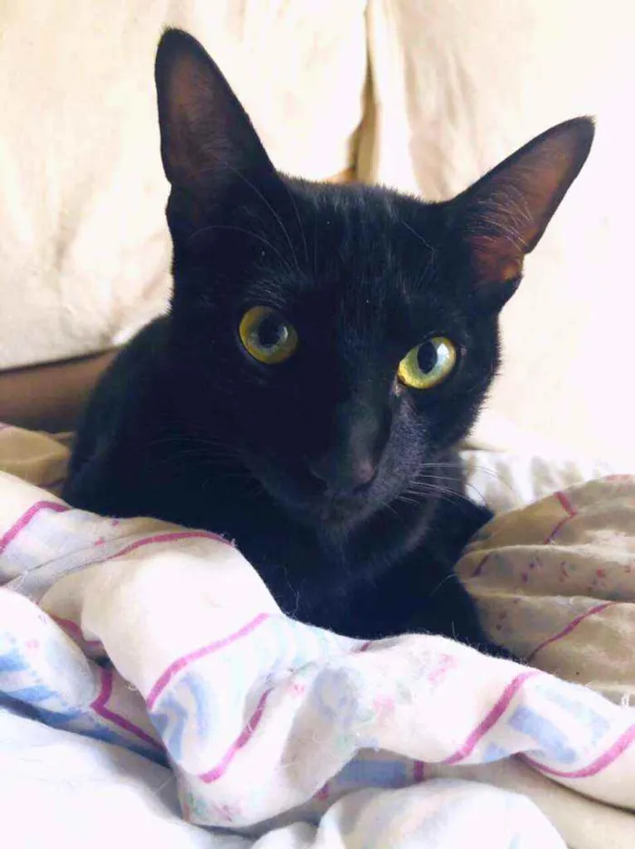 Gato raça Srd idade 2 a 6 meses nome Adam 