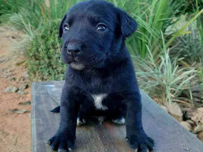 Cachorro raça Sem Raça Definida  idade Abaixo de 2 meses nome Ainda sem nome