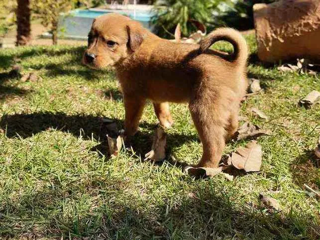 Cachorro raça Sem Raça Definida  idade Abaixo de 2 meses nome Ainda sem nome