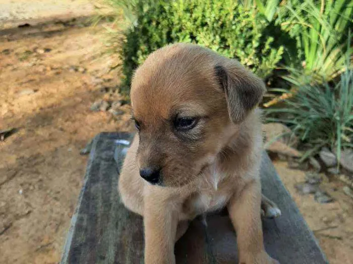 Cachorro raça Sem Raça Definida  idade Abaixo de 2 meses nome Ainda sem nome