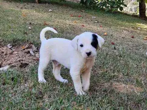 Cachorro raça Sem Raça Definida  idade Abaixo de 2 meses nome Ainda sem nome
