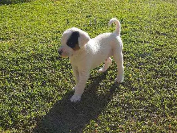 Cachorro raça Sem Raça Definida  idade Abaixo de 2 meses nome Ainda sem nome