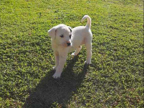 Cachorro raça Sem Raça Definida  idade Abaixo de 2 meses nome Ainda sem nome