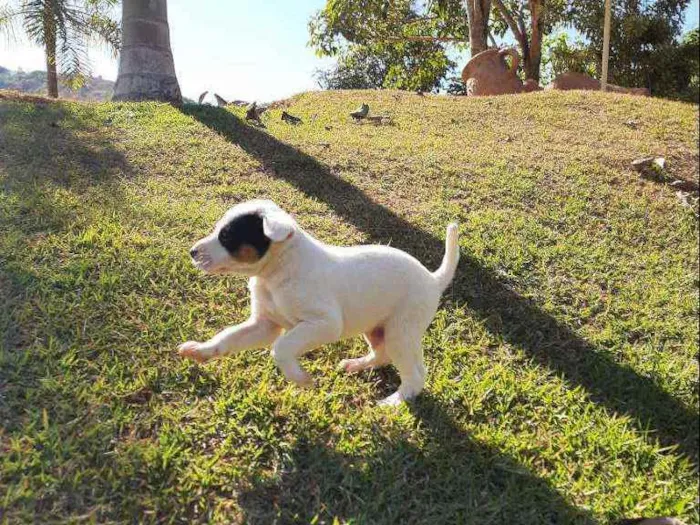 Cachorro raça Sem Raça Definida  idade Abaixo de 2 meses nome Ainda sem nome