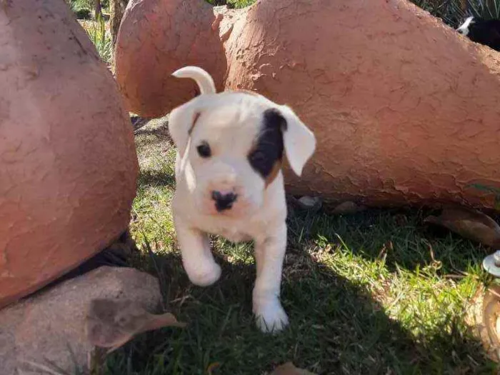 Cachorro raça Sem Raça Definida  idade Abaixo de 2 meses nome Ainda sem nome