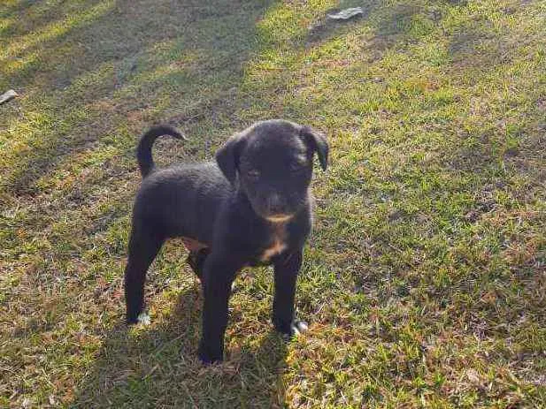 Cachorro raça Sem Raça Definida  idade Abaixo de 2 meses nome Ainda sem nome
