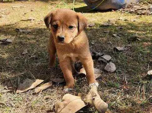 Cachorro raça Sem Raça Definida  idade Abaixo de 2 meses nome Ainda sem nome