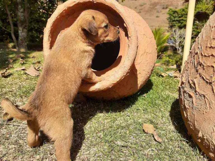 Cachorro raça Sem Raça Definida  idade Abaixo de 2 meses nome Ainda sem nome