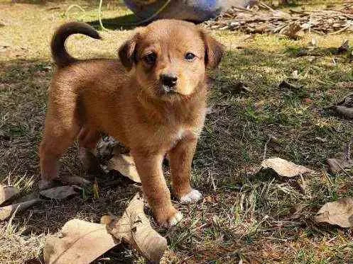 Cachorro raça Sem Raça Definida  idade Abaixo de 2 meses nome Ainda sem nome