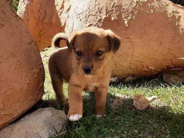Cachorro raça Sem Raça Definida  idade Abaixo de 2 meses nome Ainda sem nome