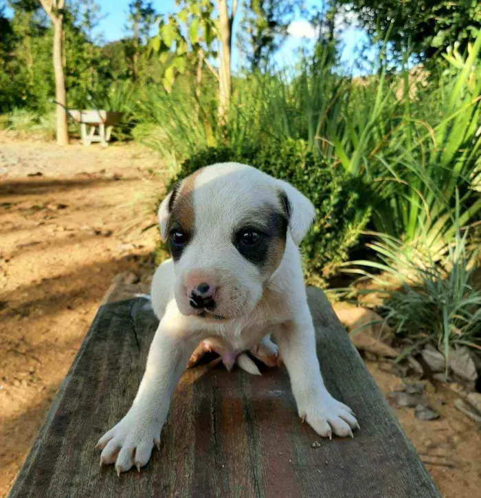 Cachorro raça Sem Raça Definida  idade Abaixo de 2 meses nome Ainda sem nome