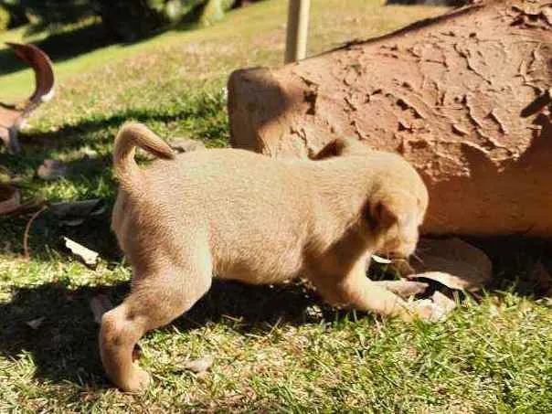 Cachorro raça Sem Raça Definida  idade Abaixo de 2 meses nome Ainda sem nome