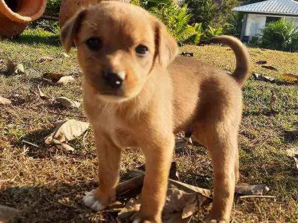 Cachorro raça Sem Raça Definida  idade Abaixo de 2 meses nome Ainda sem nome