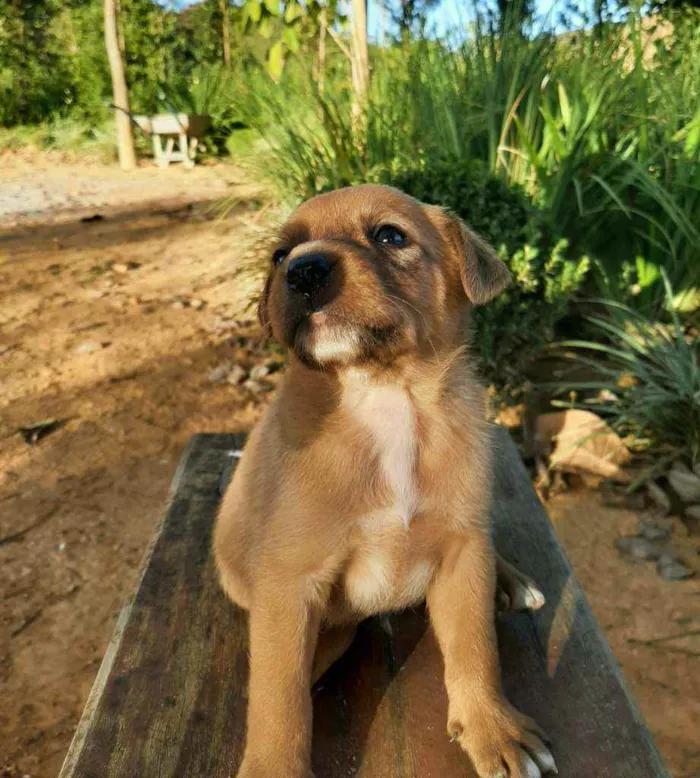 Cachorro raça Sem Raça Definida  idade Abaixo de 2 meses nome Ainda sem nome