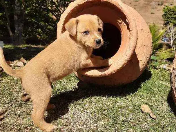 Cachorro raça Sem Raça Definida  idade Abaixo de 2 meses nome Ainda sem nome