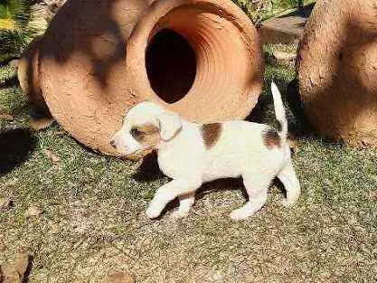 Cachorro raça Sem Raça Definida  idade Abaixo de 2 meses nome Ainda sem nome