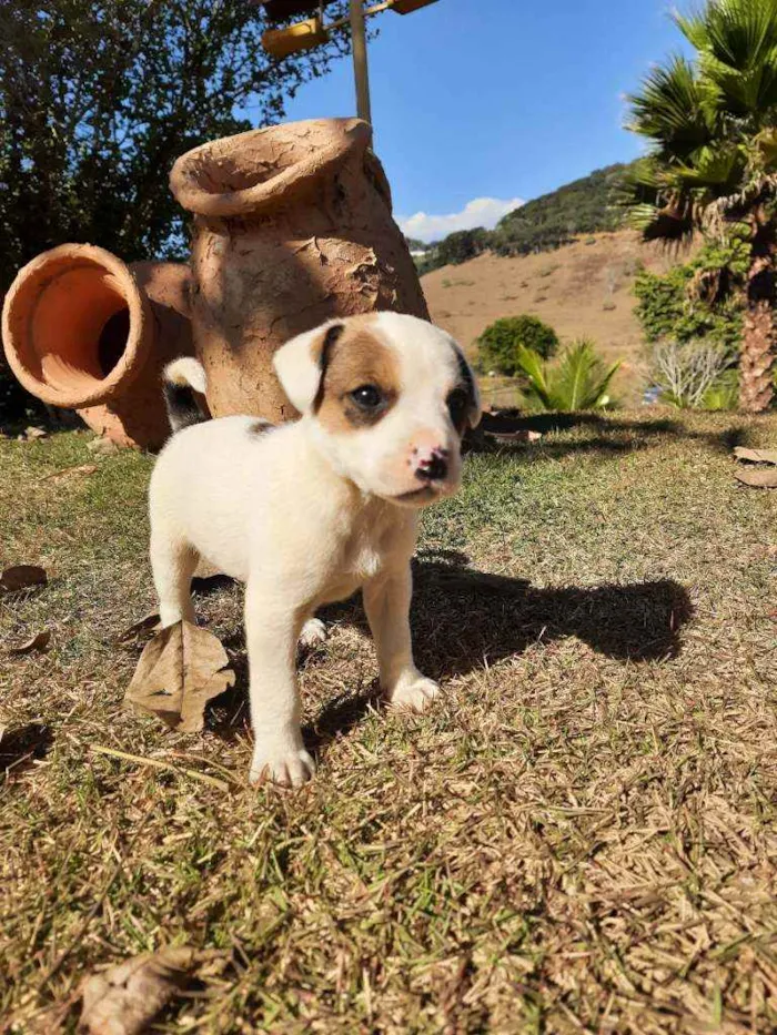 Cachorro raça Sem Raça Definida  idade Abaixo de 2 meses nome Ainda sem nome