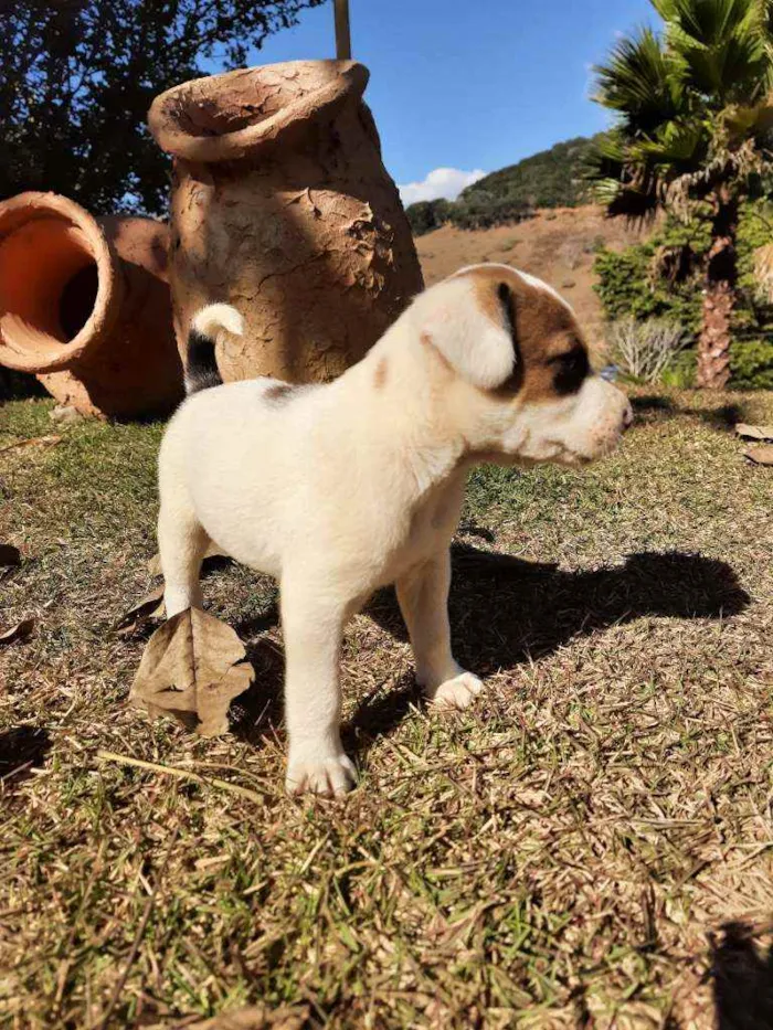 Cachorro raça Sem Raça Definida  idade Abaixo de 2 meses nome Ainda sem nome