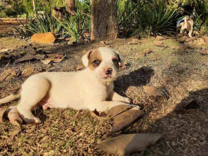 Cachorro raça Sem Raça Definida  idade Abaixo de 2 meses nome Ainda sem nome