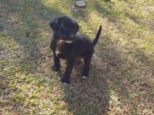 Cachorro raça Sem Raça Definida  idade Abaixo de 2 meses nome Ainda sem nome