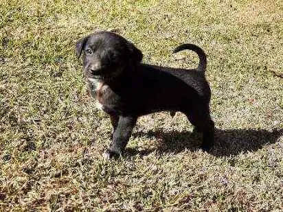 Cachorro raça Sem Raça Definida  idade Abaixo de 2 meses nome Ainda sem nome