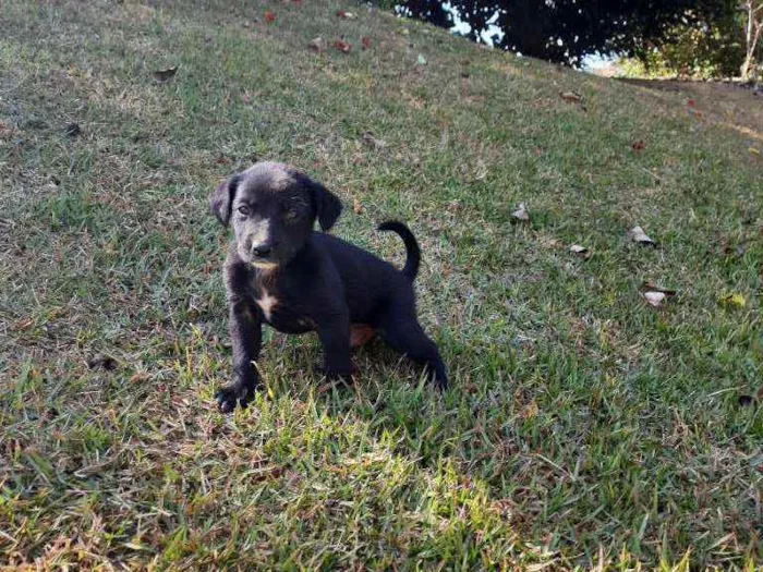 Cachorro raça Sem Raça Definida  idade Abaixo de 2 meses nome Ainda sem nome