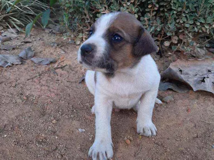 Cachorro raça Sem Raça Definida  idade Abaixo de 2 meses nome Ainda sem nome