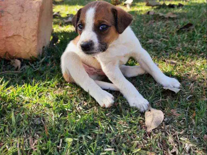 Cachorro raça Sem Raça Definida  idade Abaixo de 2 meses nome Ainda sem nome