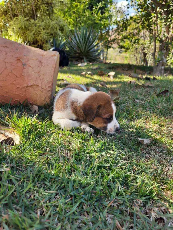Cachorro raça Sem Raça Definida  idade Abaixo de 2 meses nome Ainda sem nome