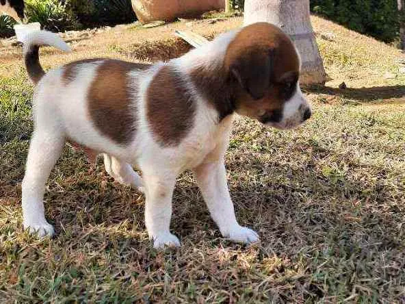 Cachorro raça Sem Raça Definida  idade Abaixo de 2 meses nome Ainda sem nome