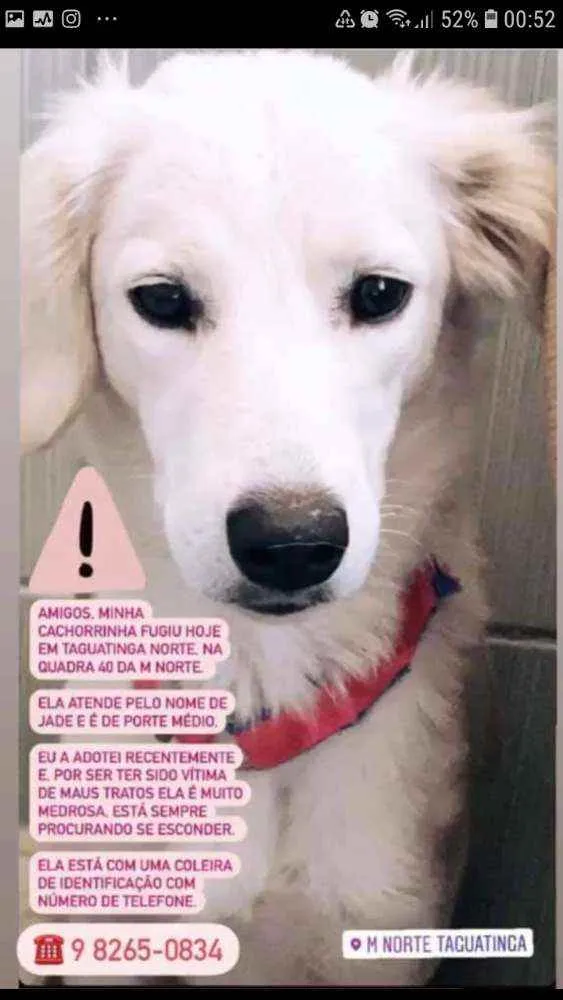 Cachorro ra a SRD idade 1 ano nome JADE