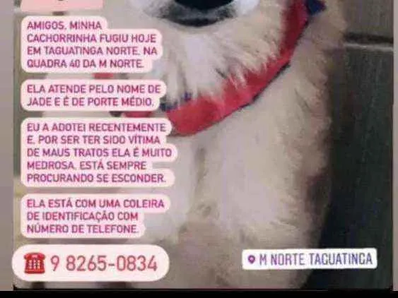 Cachorro ra a SRD idade 1 ano nome JADE