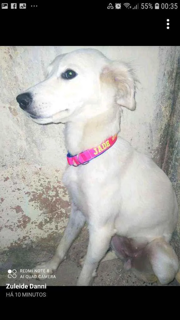 Cachorro ra a SRD idade 1 ano nome JADE