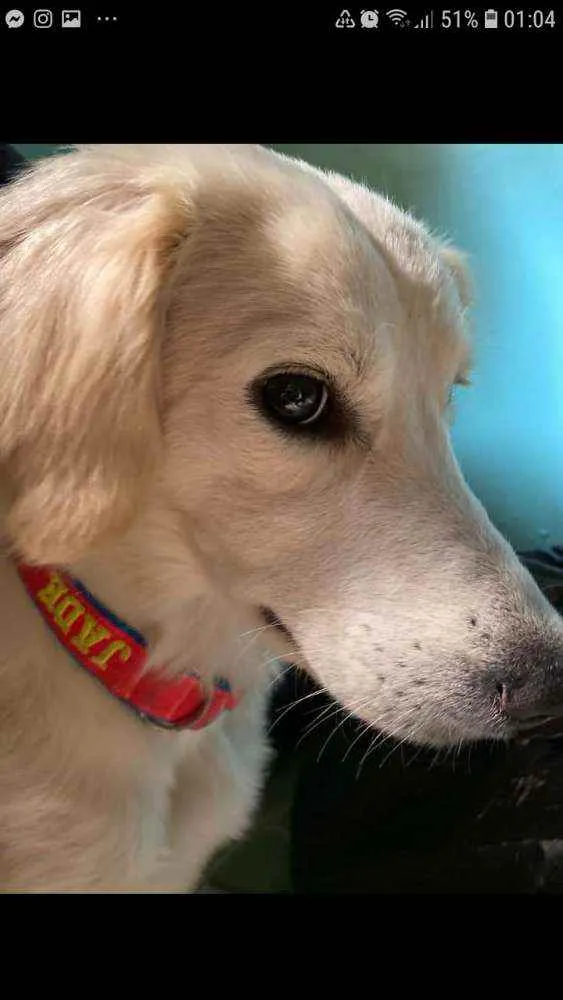 Cachorro ra a SRD idade 1 ano nome JADE