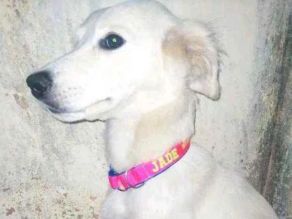 Cachorro ra a SRD idade 1 ano nome JADE