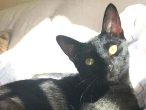 Gato raça Srd idade 2 a 6 meses nome Adam 