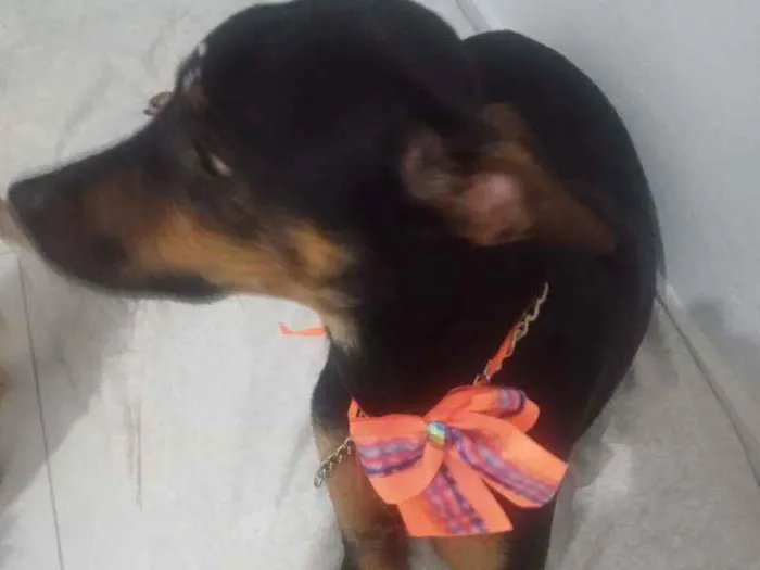 Cachorro ra a SRD idade 3 anos nome Candy
